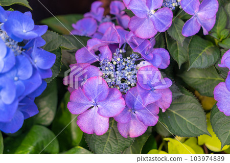 Blooming blue, purple, pink, white hydrangeas in the garden. 103974889