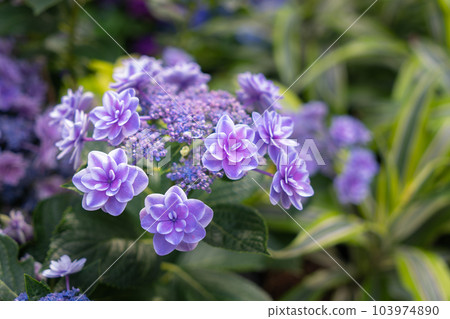 Blooming blue, purple, pink, white hydrangeas in the garden. 103974890