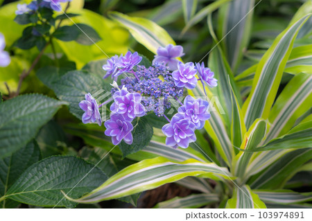 Blooming blue, purple, pink, white hydrangeas in the garden. 103974891