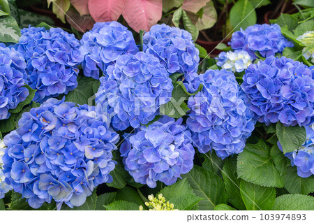 Blooming blue, purple, white hydrangeas in the garden. 103974893