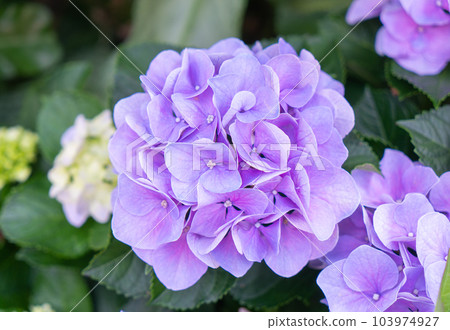 Blooming blue, purple, pink, white hydrangeas in the garden. Blooming blue, purple, pink, white hydrangeas in the garden. 103974927