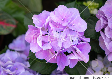 Blooming blue, purple, pink, white hydrangeas in the garden. 103974928