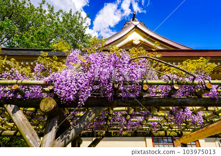 Wisteria trellis of Sanpoji Temple (Nerima Ward, Tokyo) Wisteria trellis of Sanpoji Temple (Nerima Ward, Tokyo) 103975013