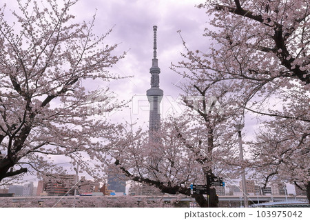 Hanakawado, Taito Ward, Tokyo Sumida Park, a famous spot for cherry blossoms, and the Sky Tree over the Yoshino cherry trees in full bloom 103975042