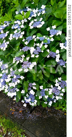Hydrangea in Anjomisaki Park 103975102