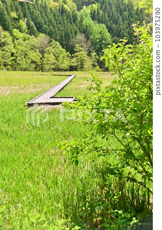 Oyami Wetland Covered with Fresh Green Trees Oyami Wetland Covered with Fresh Green Trees 103975290