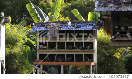 Wooden pigeon dove bird house standing outdoor at the garden. Wooden pigeon dove bird house standing outdoor at the garden. 103975357