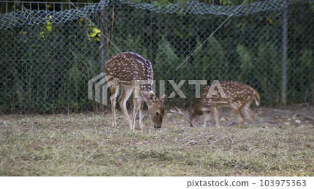 Two young Chital deer or Cheetal deer or Spotted deer or axis deer eating grass at the nature reserve or zoo park. Two young Chital deer or Cheetal deer or Spotted deer or axis deer eating grass at the nature reserve or zoo park. 103975363