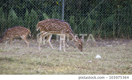 Two young Chital deer or Cheetal deer or Spotted deer or axis deer eating grass at the nature reserve or zoo park. Two young Chital deer or Cheetal deer or Spotted deer or axis deer eating grass at the nature reserve or zoo park. 103975364