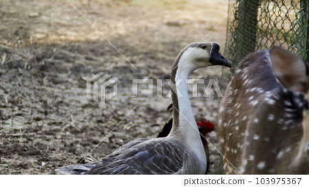 Domestic goose at the nature reserve or zoo park. 103975367