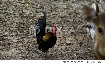 Black short legged bantam Rooster chicken Rooster walking at the mud ground at the farm. 103975368