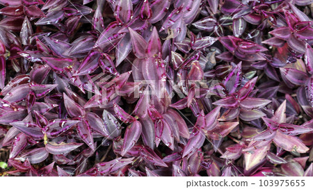 Group of purple Inchplant or Tradescantia Zebrina Purpusii. Group of purple Inchplant or Tradescantia Zebrina Purpusii. 103975655