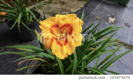 Beautiful big vibrant yellow daylily blackberry sherbet flower blooming. Beautiful big vibrant yellow daylily blackberry sherbet flower blooming. 103975670