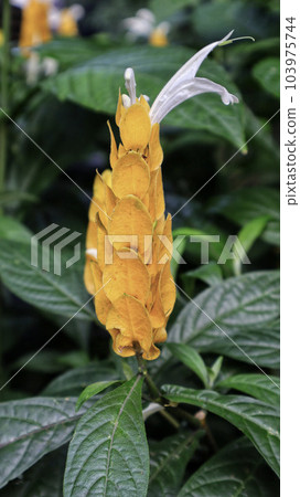 Exotic Acanthaceae plant, yellow Pachystachys lutea flower blooming usualy as ornamental plant at the garden, park and houseplant. Exotic Acanthaceae plant, yellow Pachystachys lutea flower blooming usualy as ornamental plant at the garden, park and houseplant. 103975744