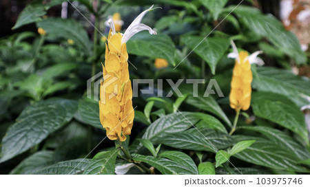 Exotic Acanthaceae plant, yellow Pachystachys lutea flower blooming usualy as ornamental plant at the garden, park and houseplant. Exotic Acanthaceae plant, yellow Pachystachys lutea flower blooming usualy as ornamental plant at the garden, park and houseplant. 103975746