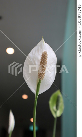 Beautiful White Spathiphyllum flower or Peace Lily as ornamental plant. Beautiful White Spathiphyllum flower or Peace Lily as ornamental plant. 103975749