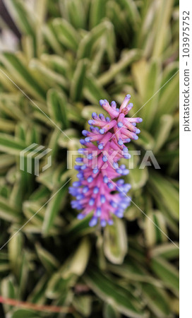 Match Stick Bromeliad pink purple plant Colombia flowers or Gamosepala Aechmea bromeliad exotic purple unusual flower blooming at the garden. Match Stick Bromeliad pink purple plant Colombia flowers or Gamosepala Aechmea bromeliad exotic purple unusual flower blooming at the garden. 103975752