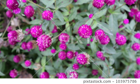 Vibrant purple bright colored Gomphrena globosa flower blooming in garden. 103975786