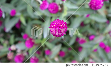 Vibrant purple bright colored Gomphrena globosa flower blooming in garden. 103975787