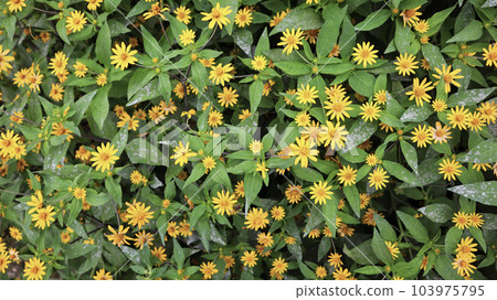 Field of Melampodium plant yellow flower and green leaves blooming at the garden. 103975795