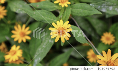 Field of Melampodium plant yellow flower and green leaves blooming at the garden. Field of Melampodium plant yellow flower and green leaves blooming at the garden. 103975798