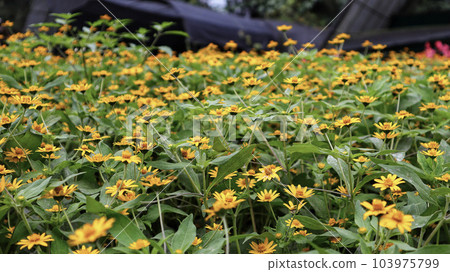 Field of Melampodium plant yellow flower and green leaves blooming at the garden. Field of Melampodium plant yellow flower and green leaves blooming at the garden. 103975799