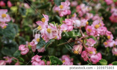 Beautiful pink wax begonia flower blooming at the garden. 103975803