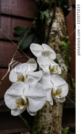 White Orchid Phalaenopsis branch Cascade at the tree. White Orchid Phalaenopsis branch Cascade at the tree. 103975814