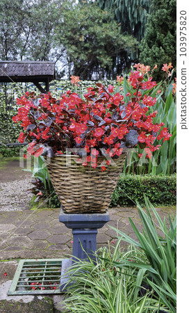 Photo of Red wax begonia flower blooming in pot at the garden. 103975820