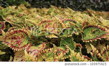 Wallpaper or background of garden Coleus variegated with green and red leave. Wallpaper or background of garden Coleus variegated with green and red leave. 103975823