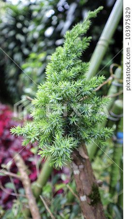 Juniperus squamata or Flaky Juniper can form to bonsai plant and small tree at the garden. Juniperus squamata or Flaky Juniper can form to bonsai plant and small tree at the garden. 103975829