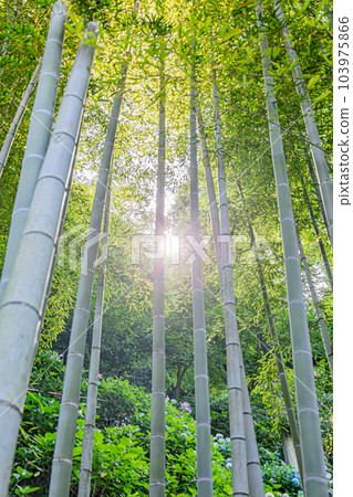 Kamakura City Hasedera Bamboo Grove and Hydrangea 103975866