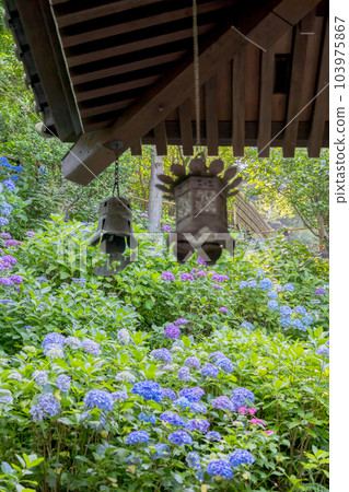 Kamakura City Hasedera Temple and Hydrangea in full bloom 103975867