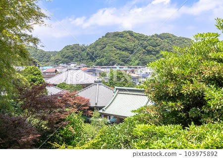 鎌倉市長谷寺和繡球花盛開 鎌倉市長谷寺和繡球花盛開 103975892