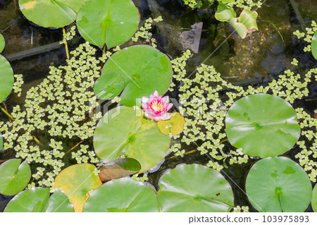 Kamakura City Hasedera Lotus Flower 103975893