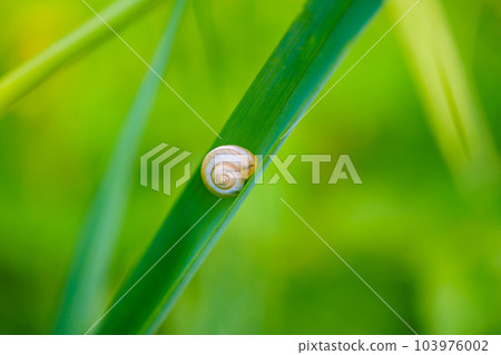 small Grape snail on the grass. A useful creation for the garden 103976002