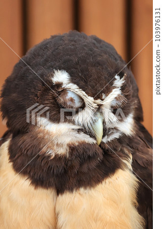 Spectacled owl Spectacled owl 103976131
