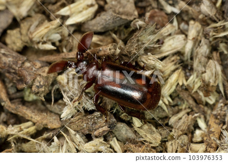 Ant nest beetle, Cerapterus pilipennis Wasmann, 1922, Satara, Maharashtra, India Ant nest beetle, Cerapterus pilipennis Wasmann, 1922, Satara, Maharashtra, India 103976353