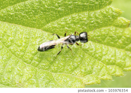 Aphid wasp on leaf, Pulverro indica, Sanwal 1952, Satara, Maharashtra, India 103976354