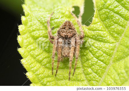 Brown orb weaver on leaf, Neoscona crucifera, Satara, Maharashtra, India 103976355