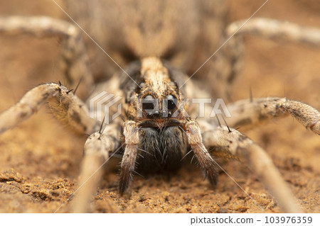 Closeup portrait of Hogna radiata, wolf spider eyes, Satara, Maharashtra, India 103976359