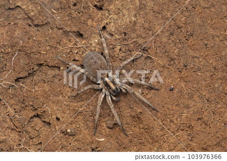 Full body view of Hogna radiata, Satara, Maharashtra, India 103976366