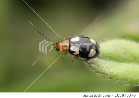 Skeletonizing leaf bug, Monolepta marginella, Satara, Maharashtra, India 103976370