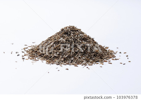 Bitter cumin, Cuminum cyminum, Satara, Maharashtra, India 103976378