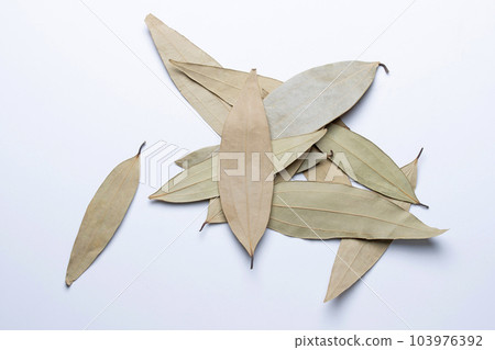 Leaf Spice or Talal patra, Cinnamomum tamala, Satara, Maharashtra, India Leaf Spice or Talal patra, Cinnamomum tamala, Satara, Maharashtra, India 103976392