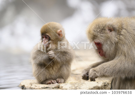 冬季長野地獄谷雪猴公園 4 103976638