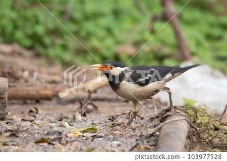 Bank Myna, Acridotheres ginginianus at Ranthambore National Park, Rajasthan, India 103977528