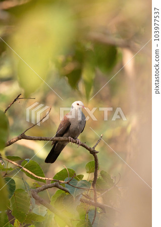 Nilgiri Wood-Pigeon, Columba elphinstonii perched amidst the foliage of leaves, Pune, Maharashtra, India Nilgiri Wood-Pigeon, Columba elphinstonii perched amidst the foliage of leaves, Pune, Maharashtra, India 103977537