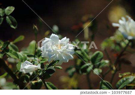 Arao City Ominous Citizen Flower Bed Rose Flower, 103977687