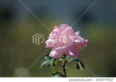 Arao City Ominous Citizen Flower Bed Rose Flower, Arao City Ominous Citizen Flower Bed Rose Flower, 103977692